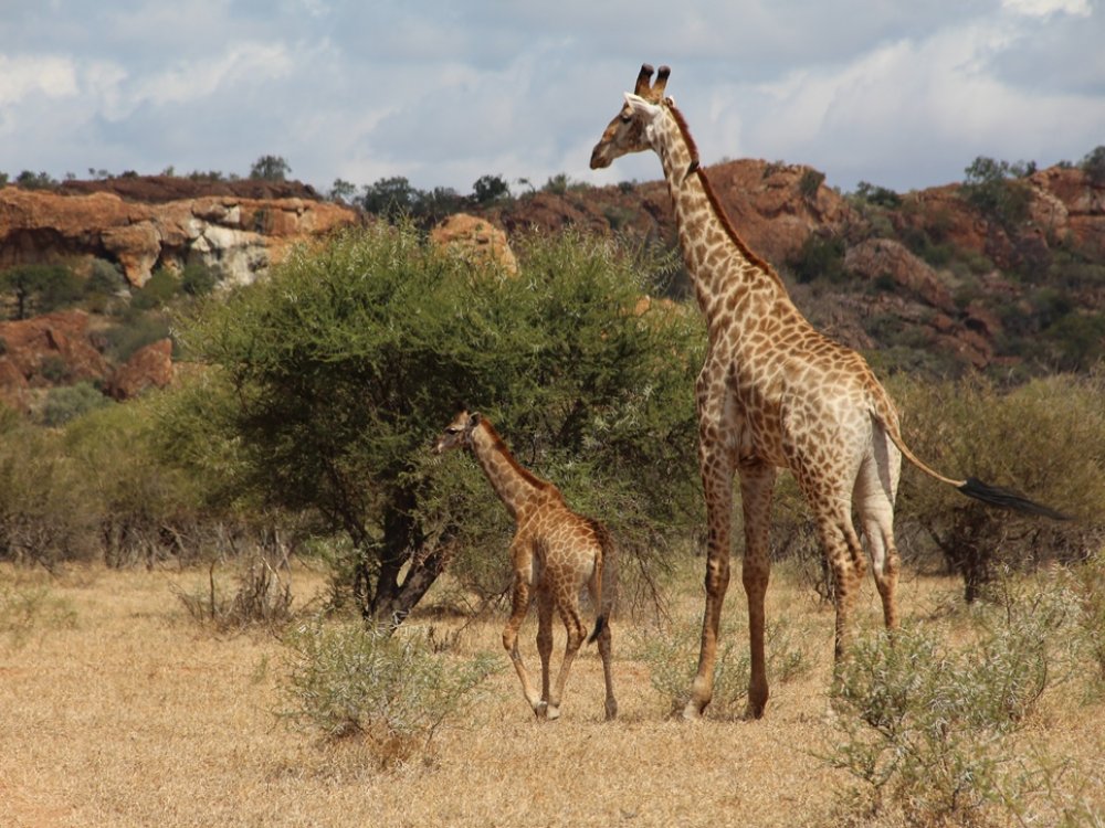 Savanne :: op safari in zuid-afrika
